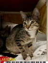 adoptable Cat in Royal Palm Beach, FL named TROOPER