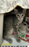 adoptable Cat in Royal Palm Beach, FL named SPARKY