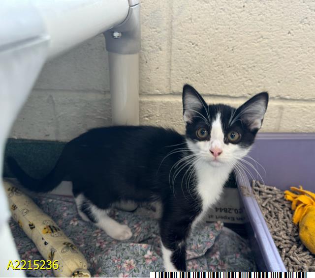 adoptable Cat in Royal Palm Beach, FL named PANDA