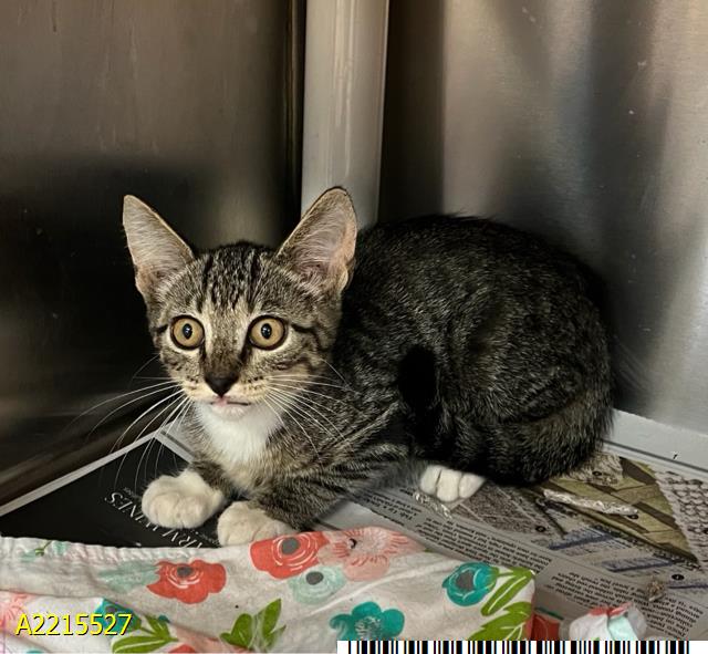 adoptable Cat in Royal Palm Beach, FL named COLE