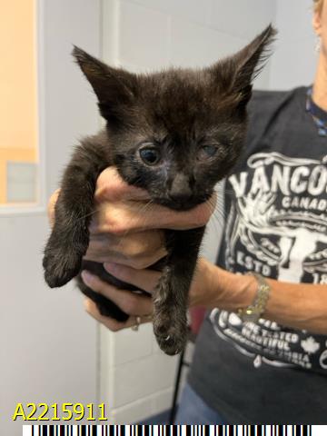 adoptable Cat in Royal Palm Beach, FL named TOBY