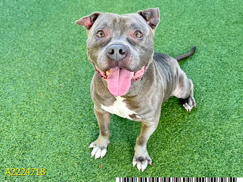 picture of the dog needing adoption