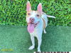 adoptable Dog in  named PATCH