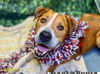 adoptable Dog in  named RICCO