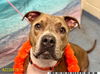 adoptable Dog in Royal Palm Beach, FL named RODEO
