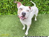 adoptable Dog in , FL named BIG REGINALD