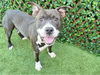 adoptable Dog in Royal Palm Beach, FL named MARINO