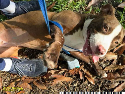 picture of the dog needing adoption