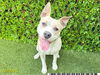 adoptable Dog in Royal Palm Beach, FL named MIKEY
