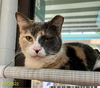 adoptable Cat in  named KINDER