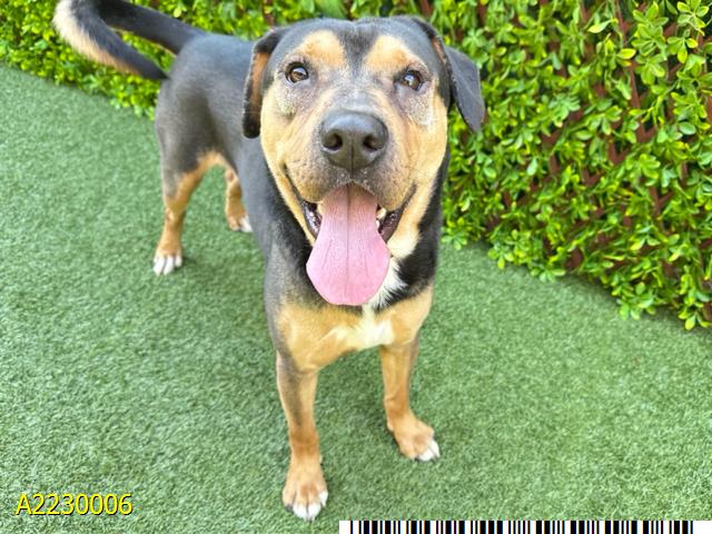 adoptable Dog in Royal Palm Beach, FL named APOLLO