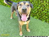 adoptable Dog in royal palm beach, FL named APOLLO