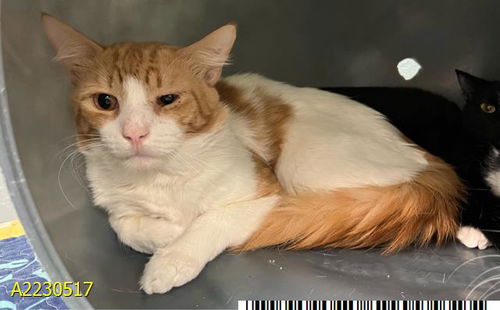 picture of the cat needing adoption