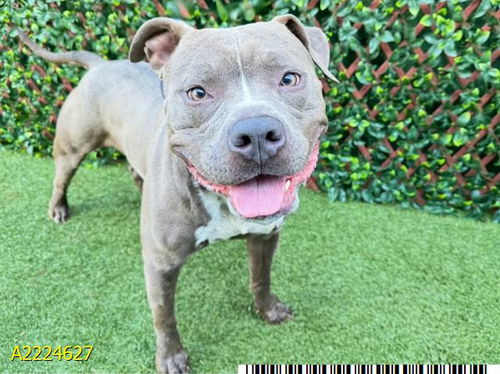 picture of the dog needing adoption