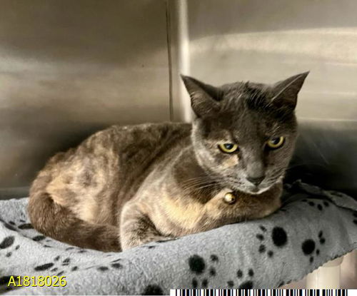 picture of the cat needing adoption