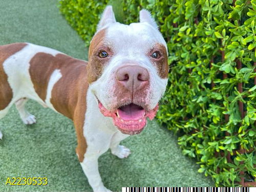 picture of the dog needing adoption