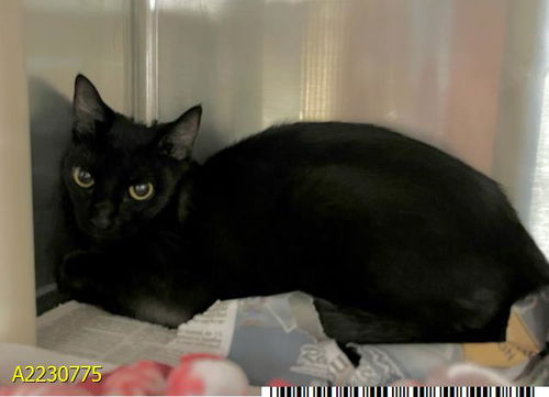 picture of the cat needing adoption