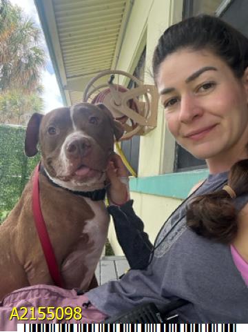 adoptable Dog in Royal Palm Beach, FL named NILES