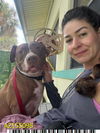 adoptable Dog in Royal Palm Beach, FL named NILES