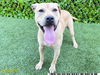 adoptable Dog in  named CHUCKLES