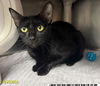 adoptable Cat in Royal Palm Beach, FL named MINDY