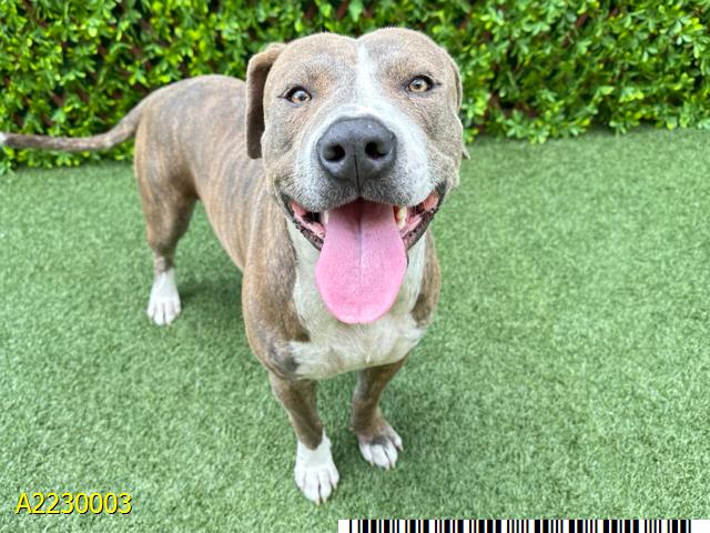 adoptable Dog in Royal Palm Beach, FL named MAC