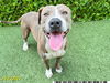 adoptable Dog in Royal Palm Beach, FL named MAC
