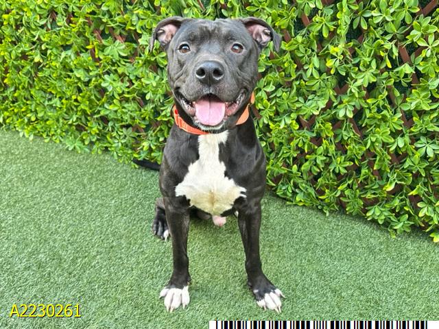 adoptable Dog in Royal Palm Beach, FL named DANIEL