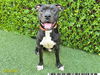 adoptable Dog in Royal Palm Beach, FL named DANIEL