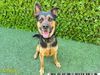 adoptable Dog in Royal Palm Beach, FL named EZRA