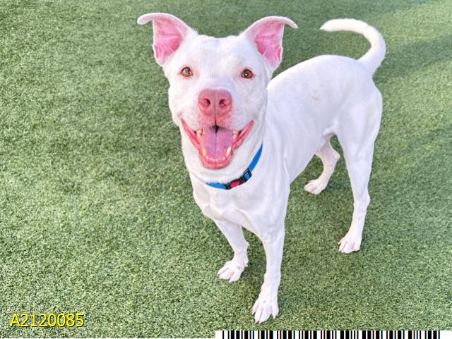 adoptable Dog in Royal Palm Beach, FL named KYLO