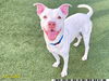 adoptable Dog in Royal Palm Beach, FL named KYLO