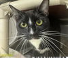 adoptable Cat in , FL named BISCUIT