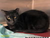 adoptable Cat in Royal Palm Beach, FL named CARLA