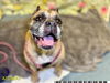 adoptable Dog in Royal Palm Beach, FL named ELAINE