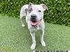 adoptable Dog in Royal Palm Beach, FL named JOSIE ROSE