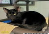 adoptable Cat in Royal Palm Beach, FL named NARS