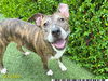 adoptable Dog in royal palm beach, FL named ANGELICA