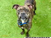 adoptable Dog in  named DAVE