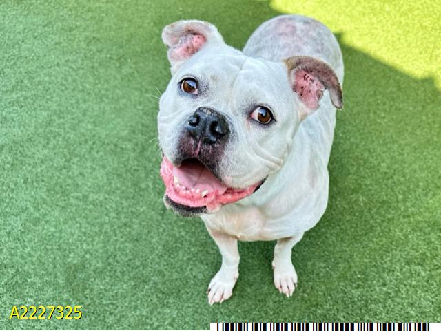 adoptable Dog in Royal Palm Beach, FL named KALI