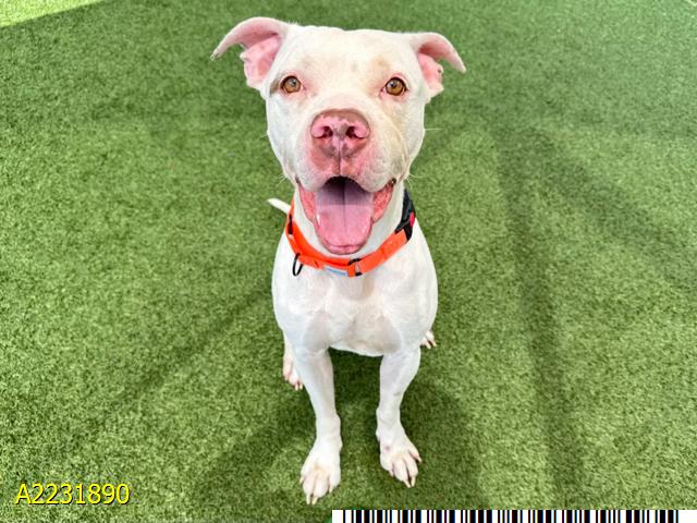 adoptable Dog in Royal Palm Beach, FL named JOHAN