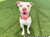 adoptable Dog in  named JOHAN