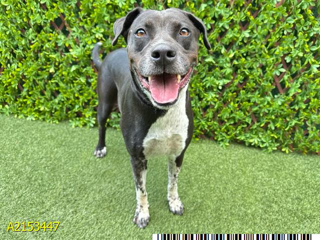 adoptable Dog in Royal Palm Beach, FL named BELLA