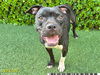adoptable Dog in Royal Palm Beach, FL named CORDELIA