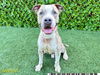 adoptable Dog in  named ECHO