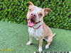 adoptable Dog in  named FRANKIE