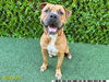 adoptable Dog in  named RALPHIE
