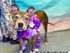 adoptable Dog in  named RAMSEY