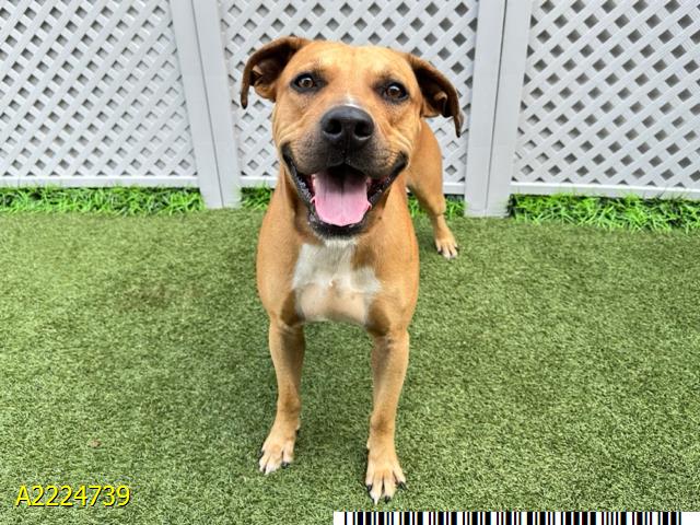adoptable Dog in Royal Palm Beach, FL named LUCKY DOG