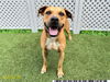 adoptable Dog in  named LUCKY DOG